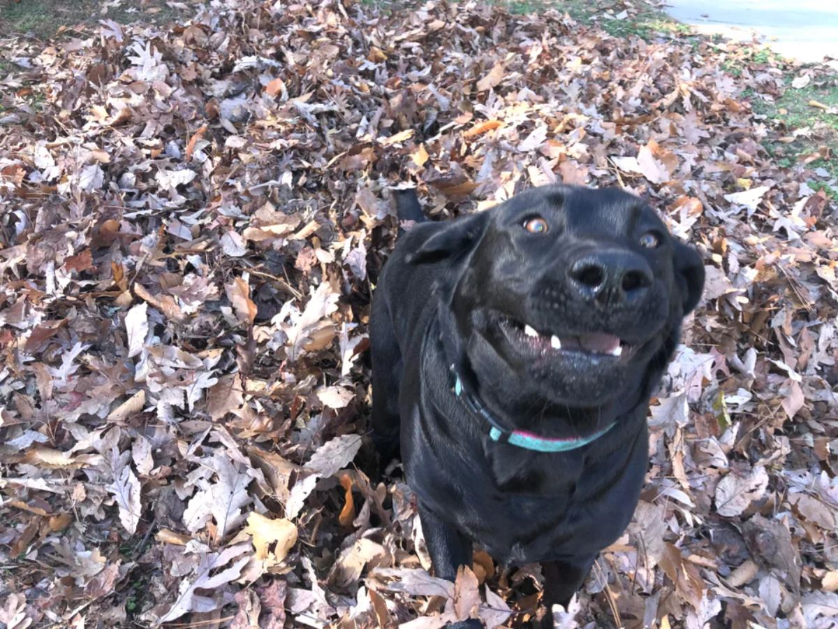 black dog standing in the middle of a pile of dry brown leaves with the lips moved back showing the teeth