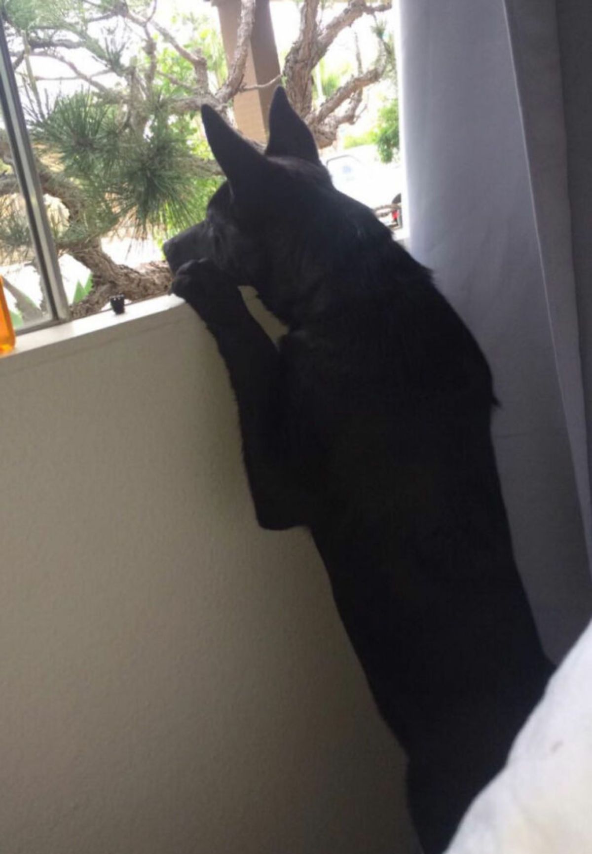 black dog standing on hind legs and looking out of a window