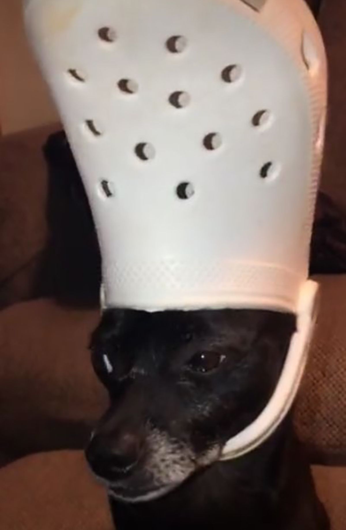 black dog wearing white crocs slipper on the head