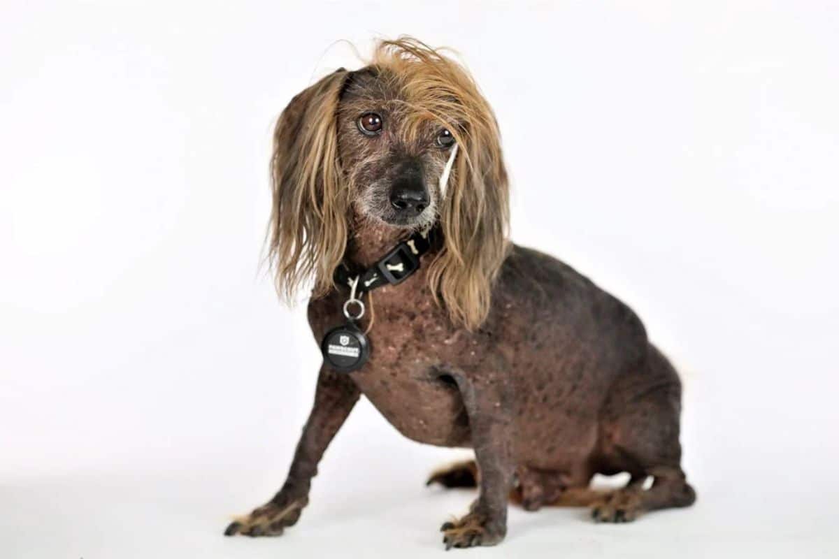 black dog with long brown fur on the head and ears