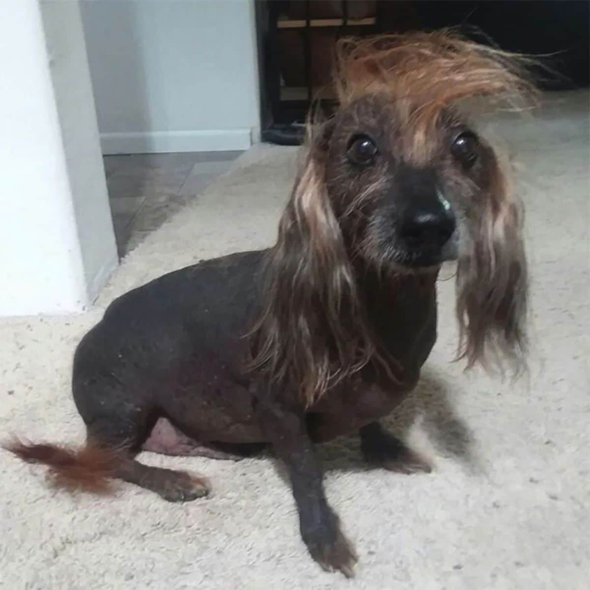 black dog with long fur on the head, ears and tail