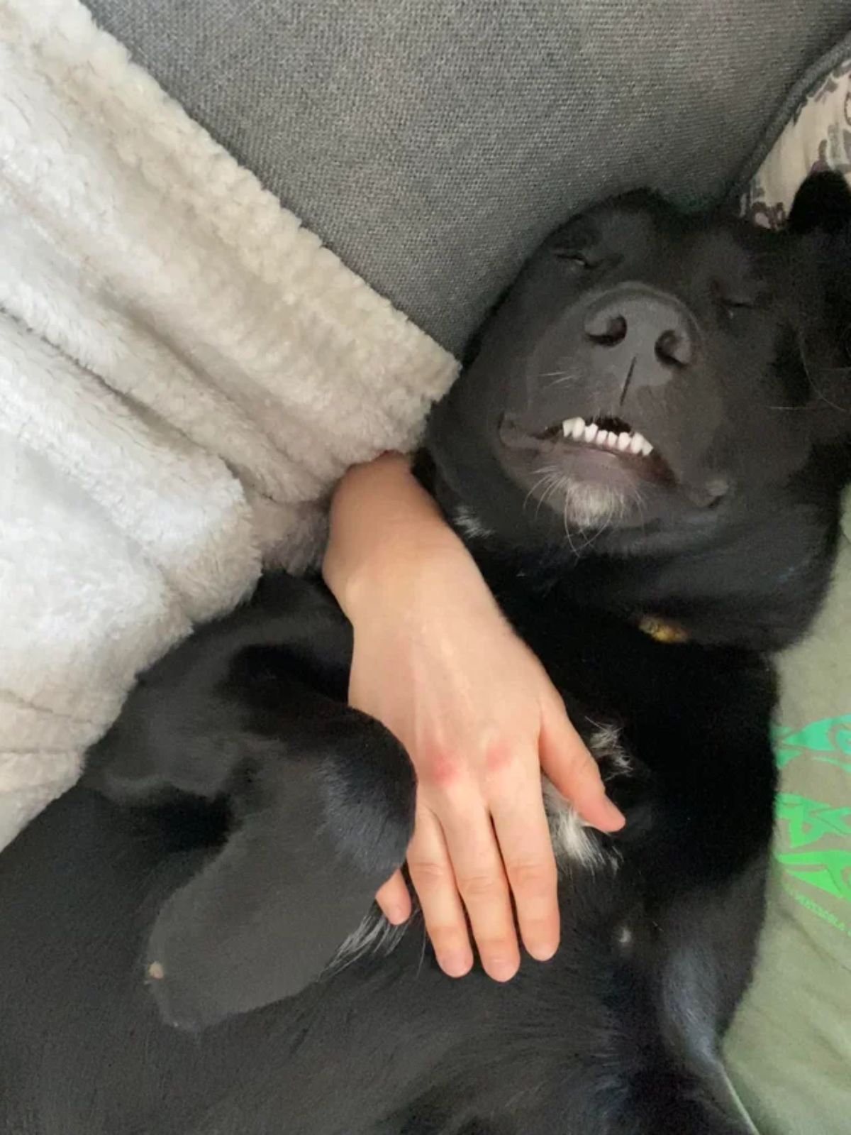 black dog with the bottom teeth showing and sleeping belly up on a sofa while being held by someone