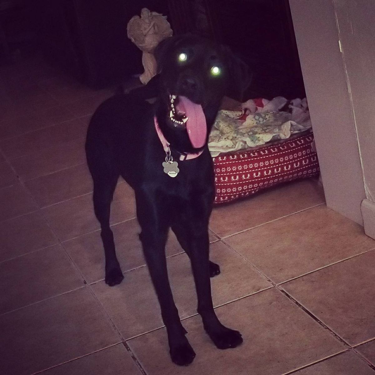 black dog with white eyes from camera flash and the tongue sticking out