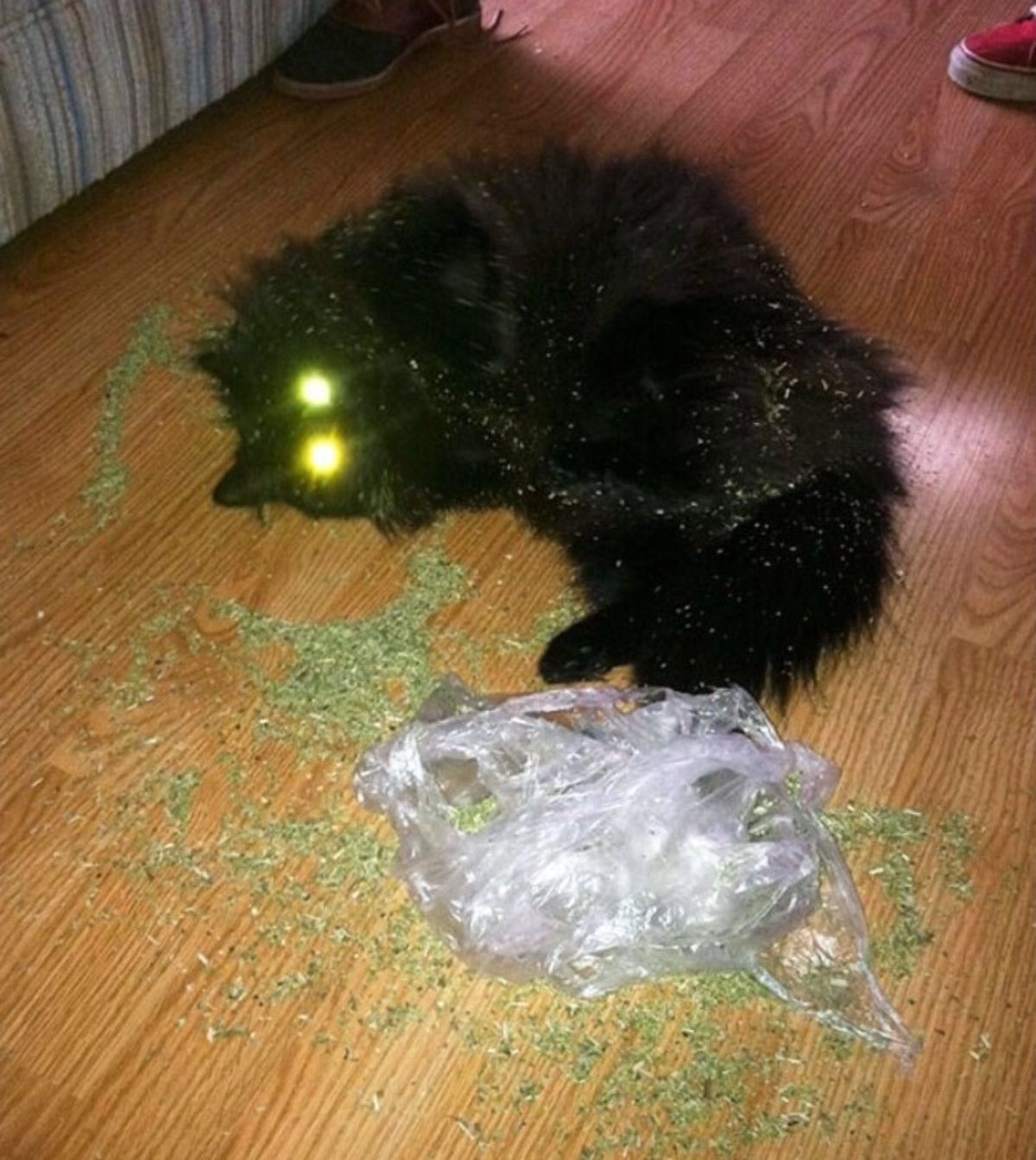 black fluffy cat laying on the floor with catnip
