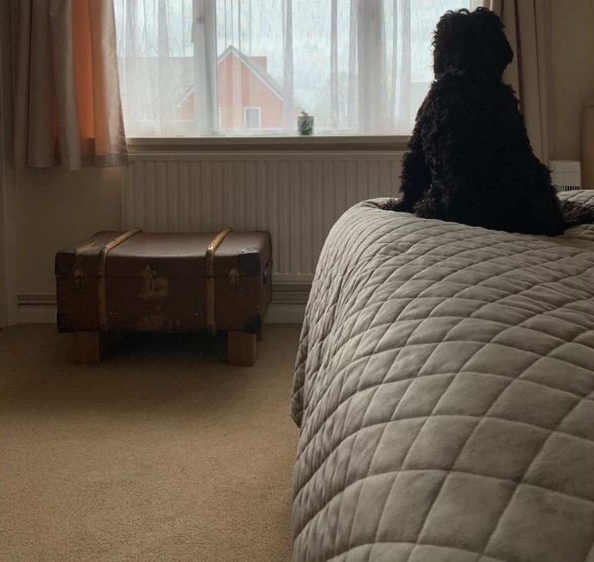black fluffy dog sitting on a brown dog and looking out the window