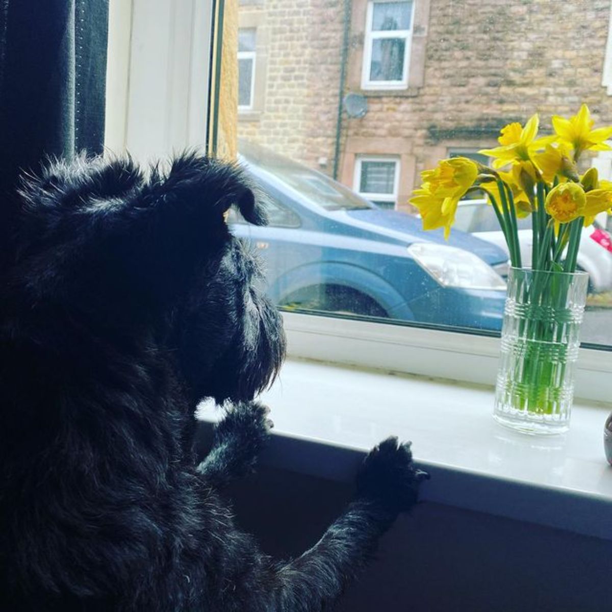 black fluffy dog standing with front paws on a window ledge and looking out the window