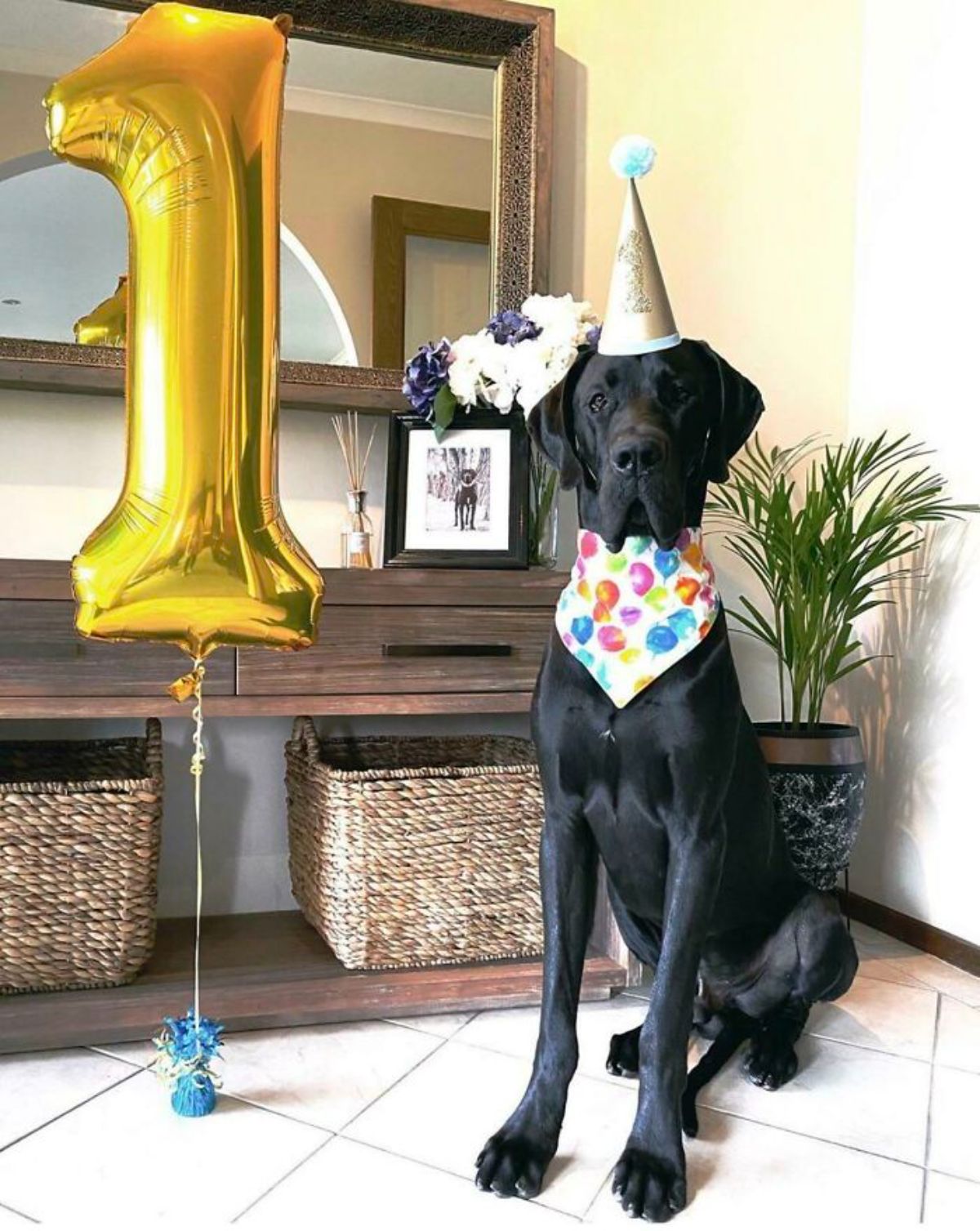 black great dane in a birthday party hat and bandana next to a golden 1 balloon