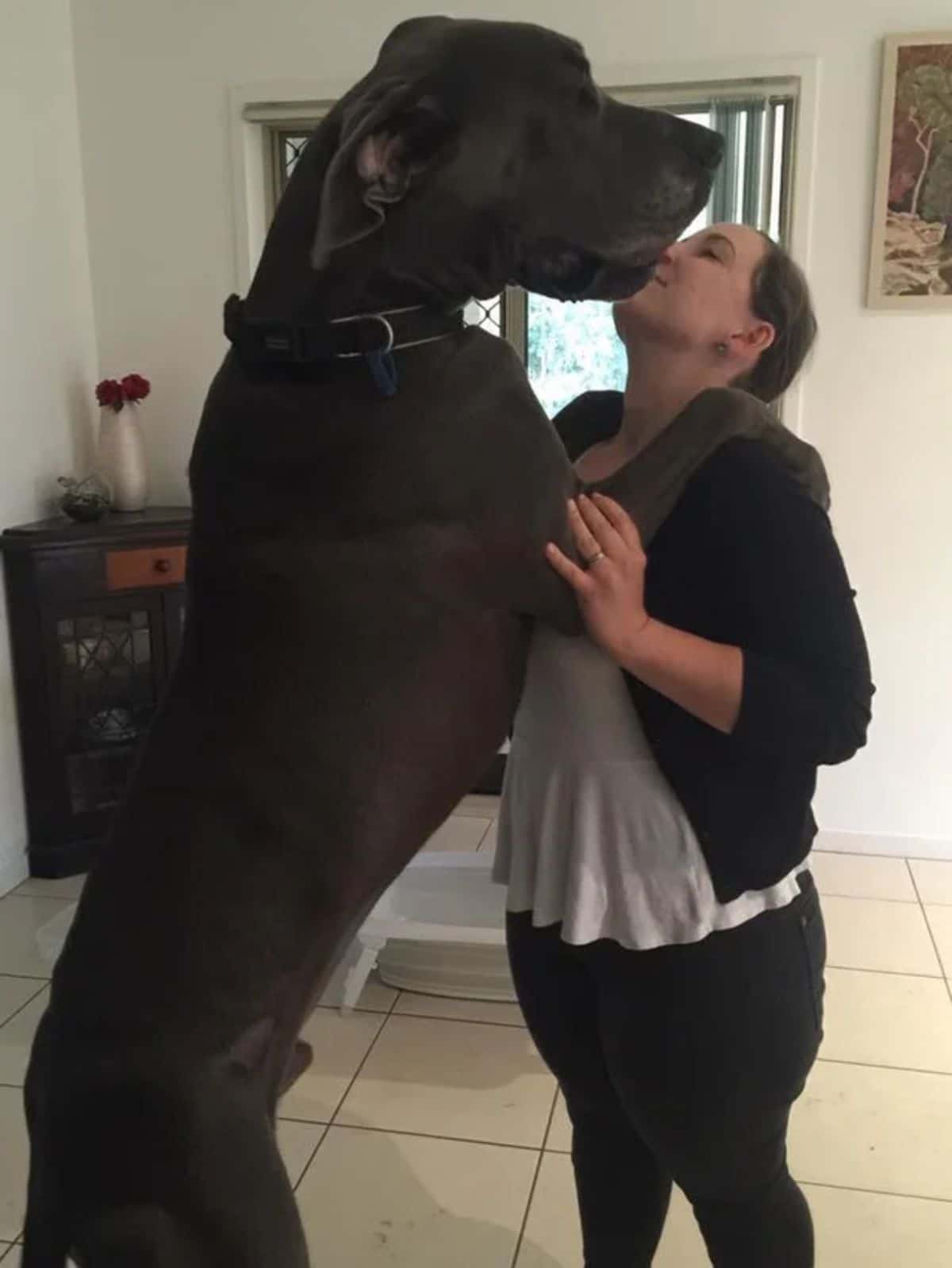 black great dane standing on hind legs kissing a woman