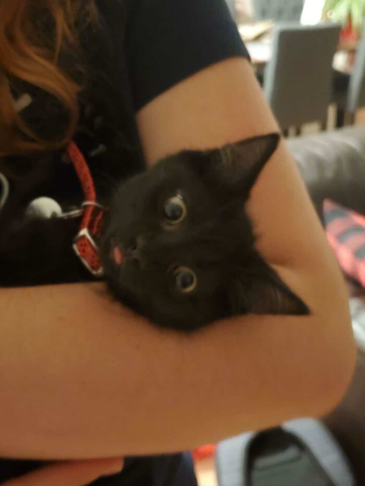 black kitten held in someone's arms