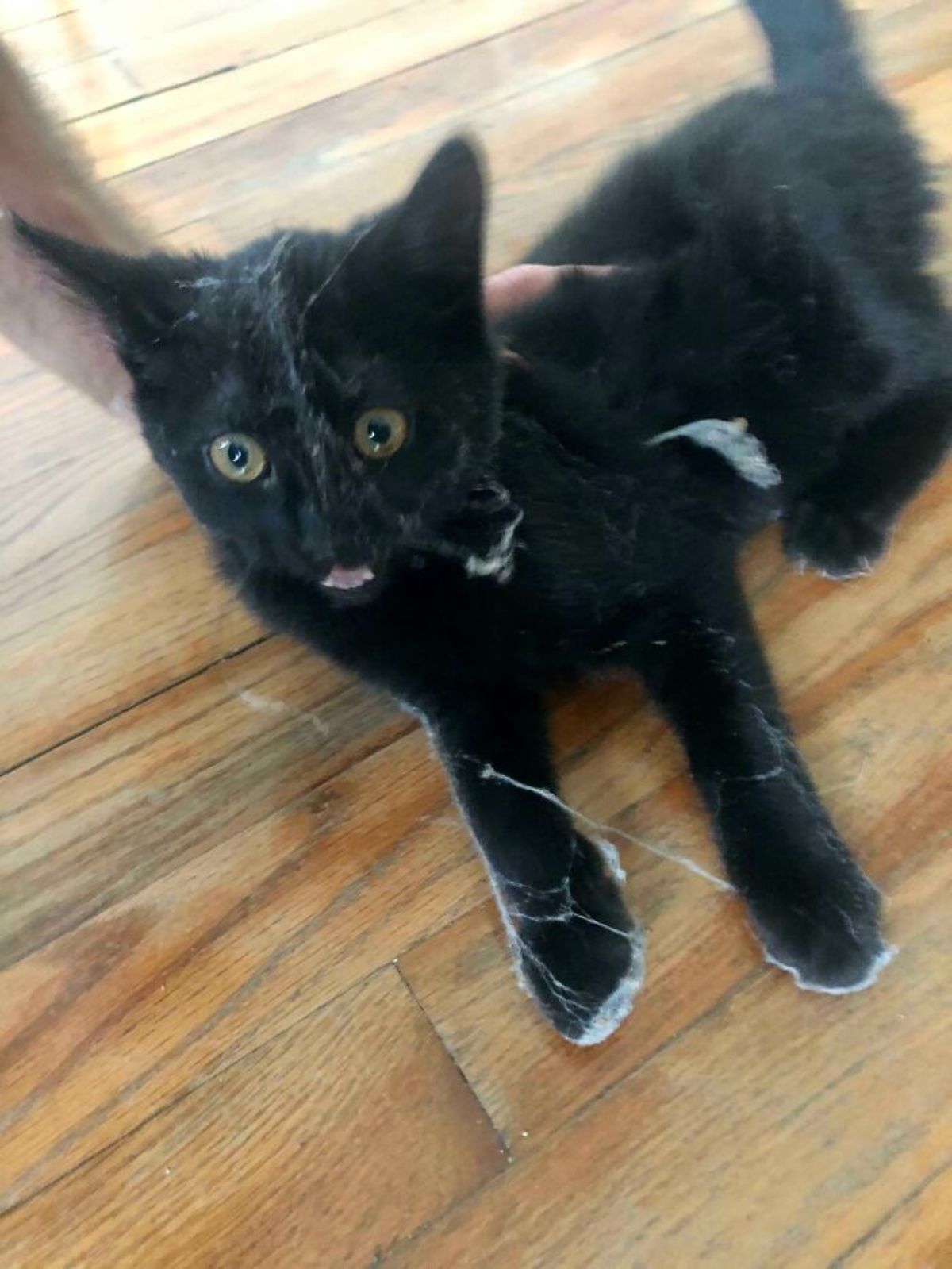 black kitten on the ground covered in cobwebs