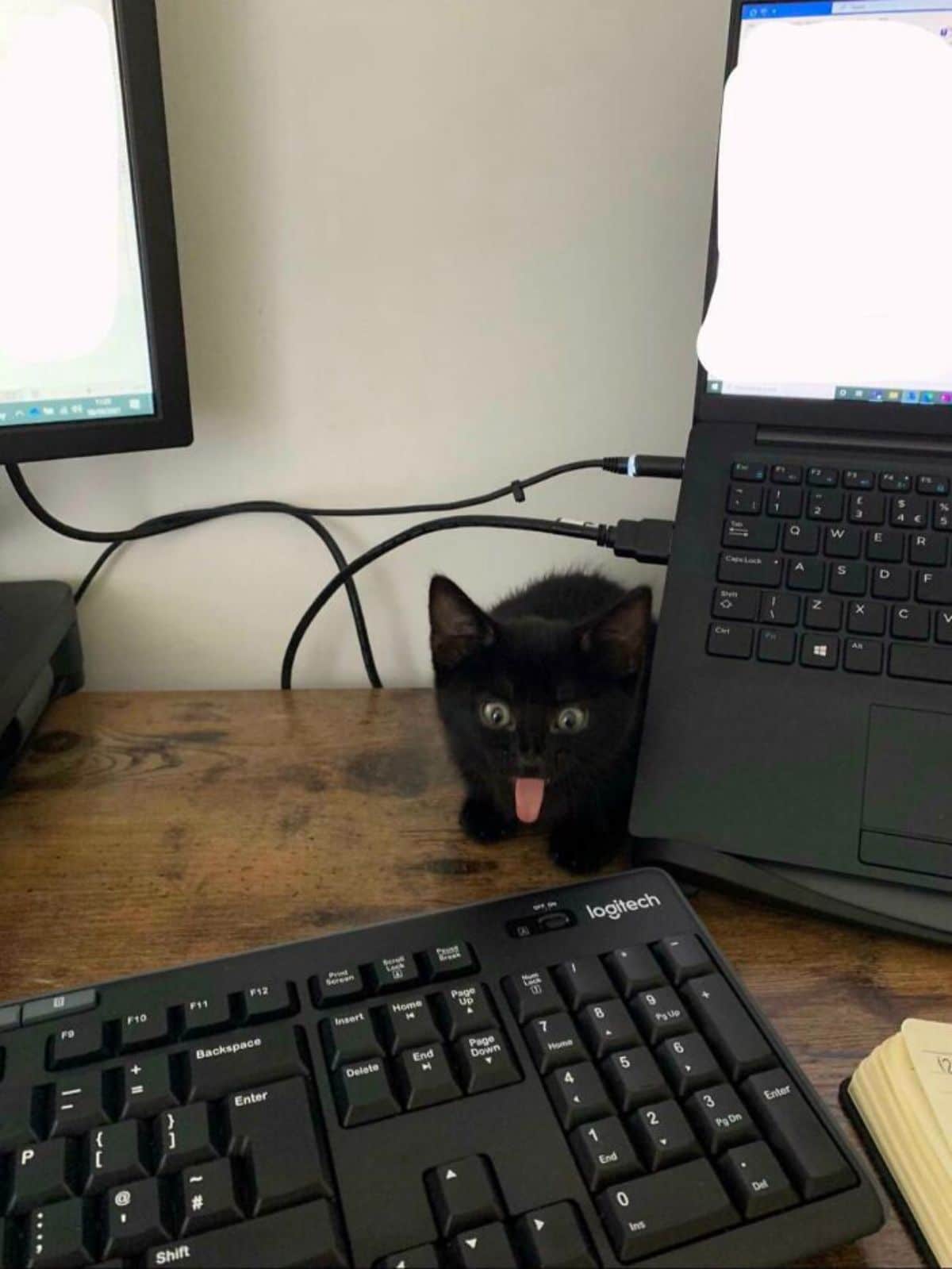 black kitten sticking the tongue out and on a table with some black keyboards