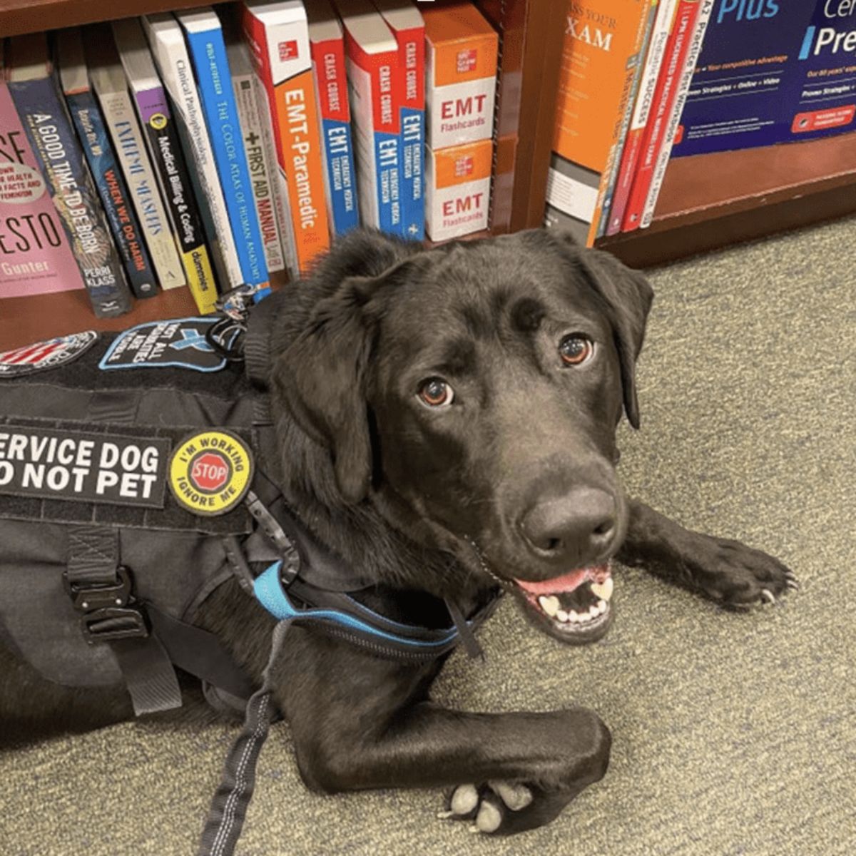 black labrador retriever in black service dog vest on the floor next to a shelf of books