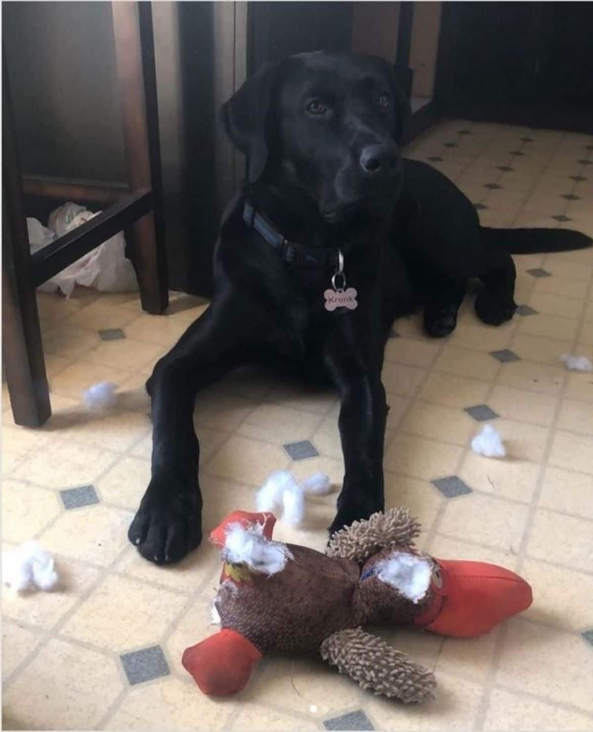 black labrador retriever laying on the floor with a ripped up stuffed toy