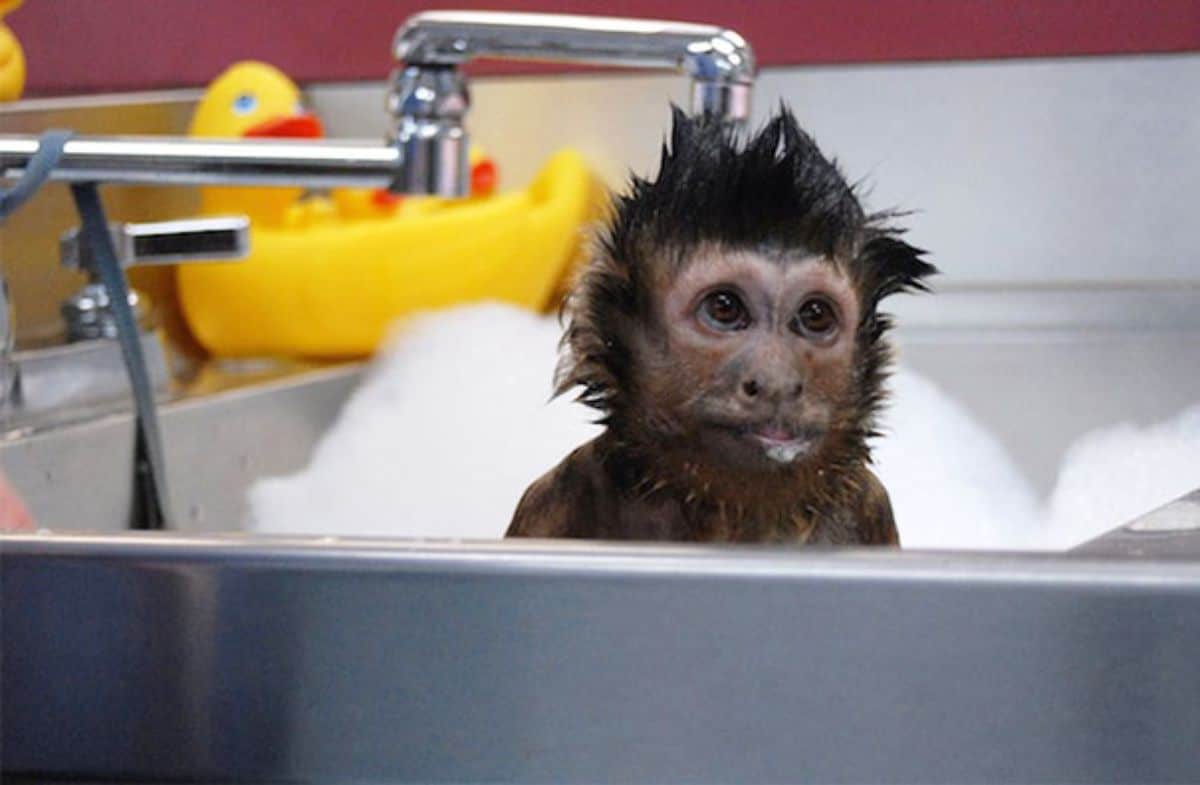 black monkey sitting in a silver sink with soap suds behind it