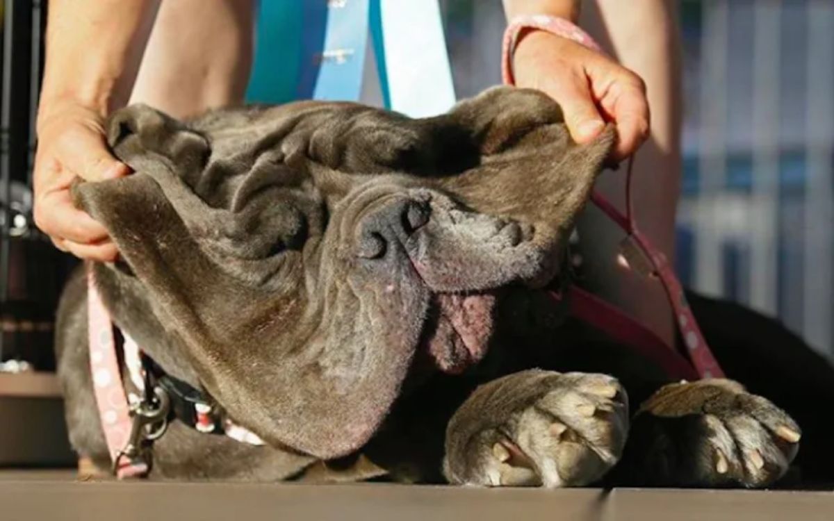 black neopolitan mastiff laying on the floor with someone holding up its lips