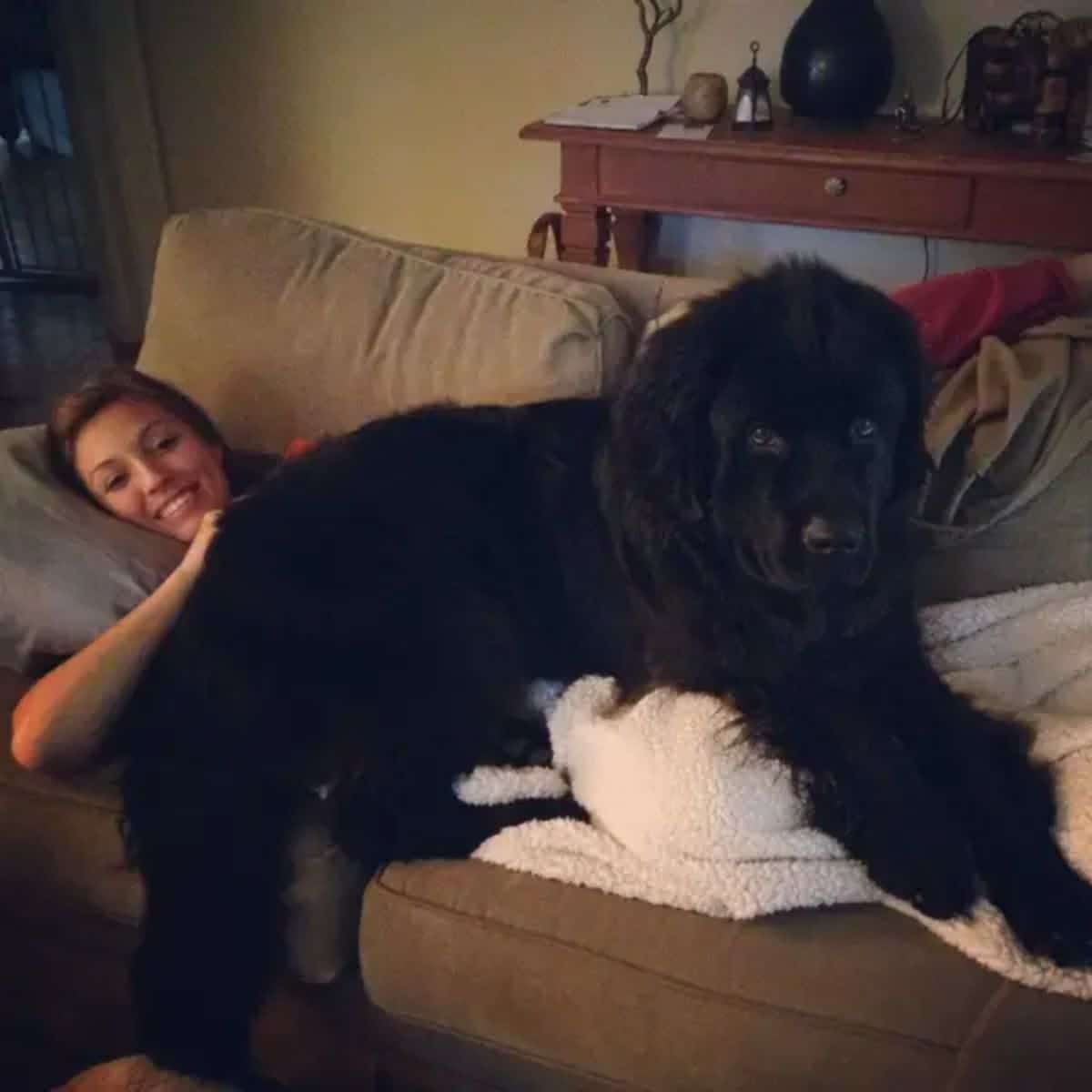 black newfoundland laying on a woman laying down on a brown sofa