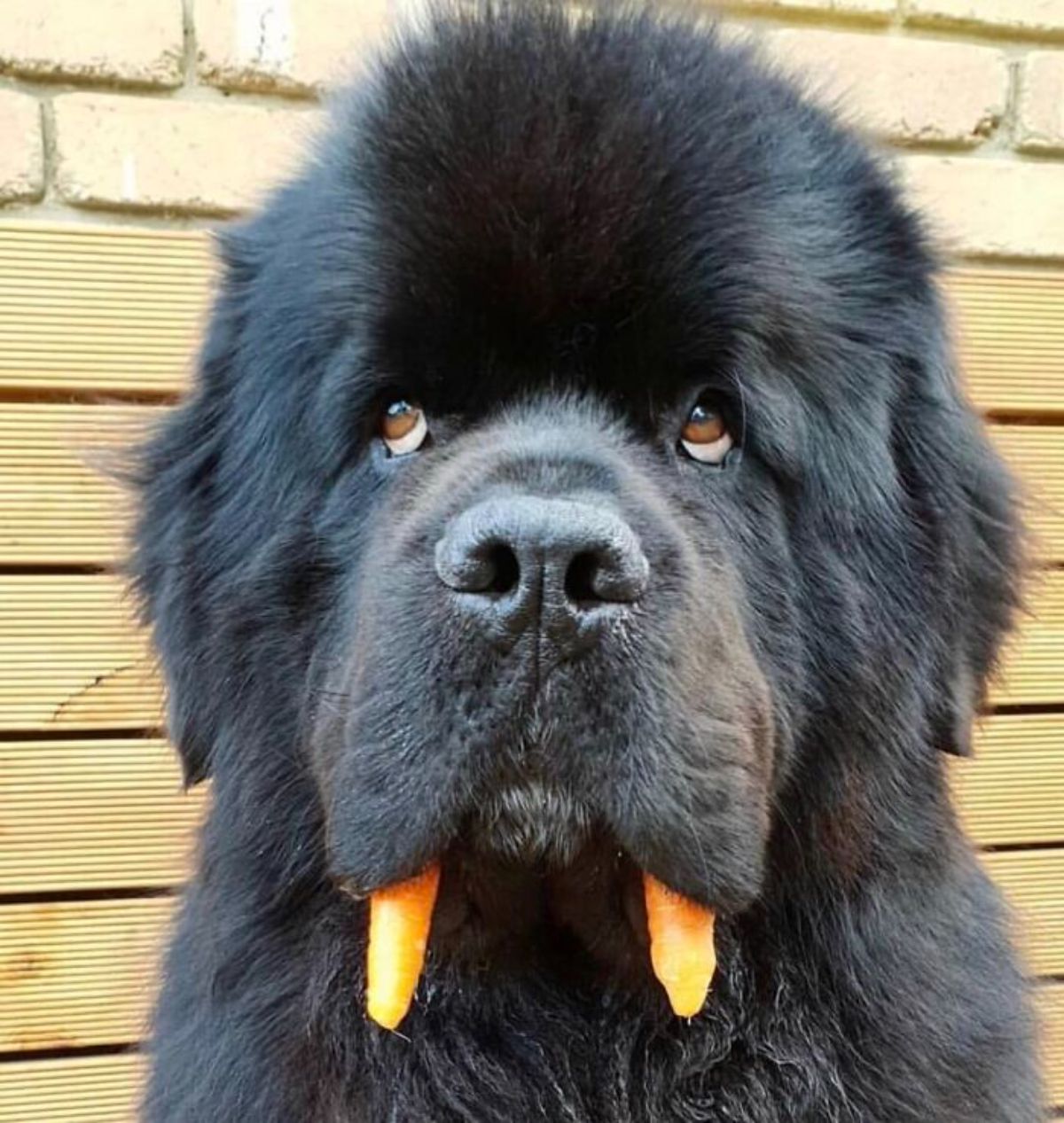 black newfoundland with orange fangs placed in the mouth