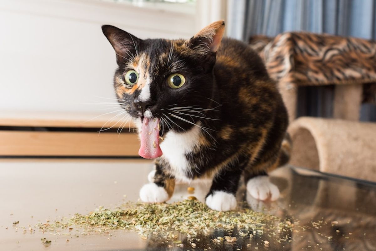 black orange and white cat laying on catnip and some on its tongue