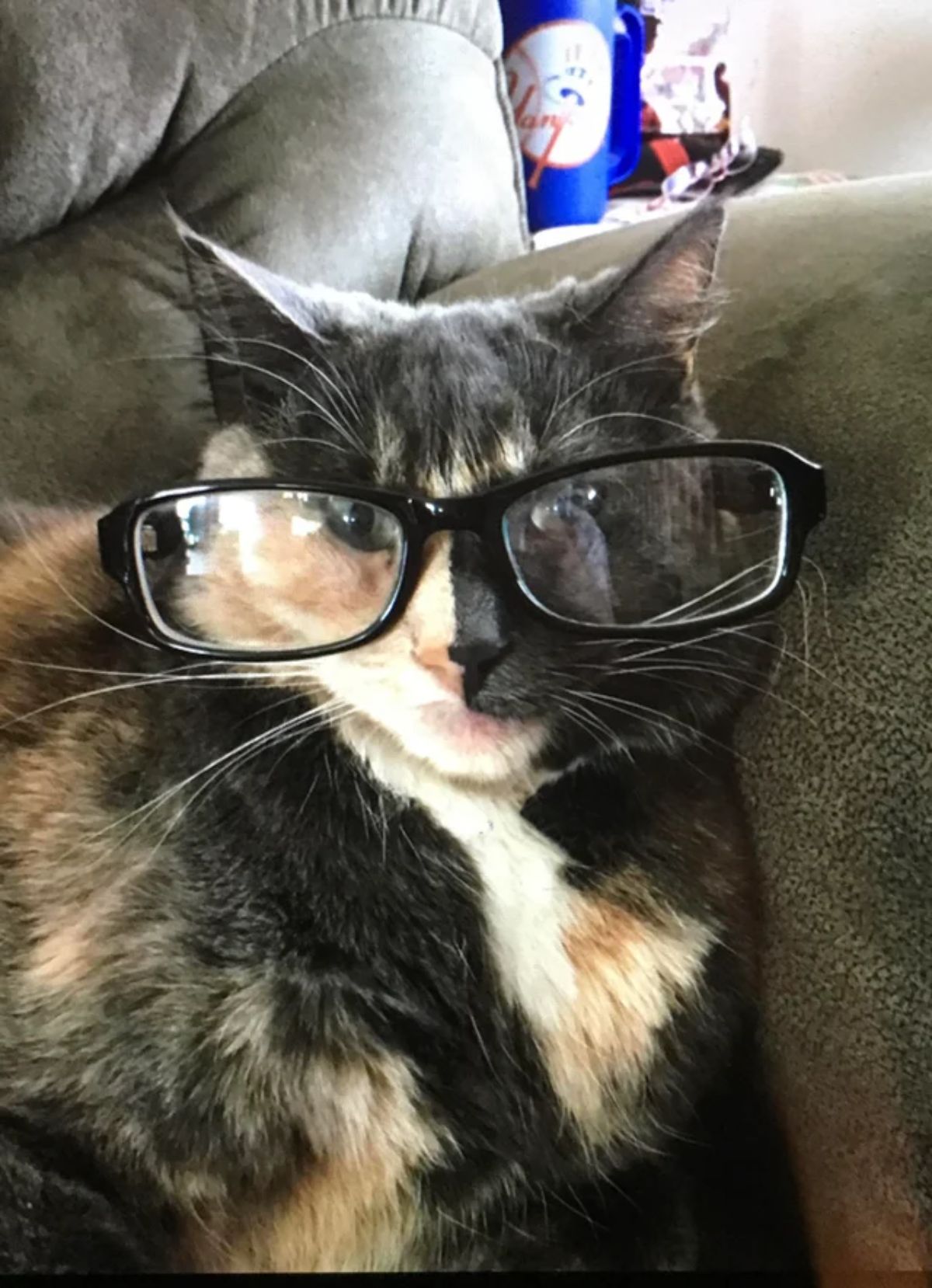 black orange and white cat on a sofa with black spectacles on the face