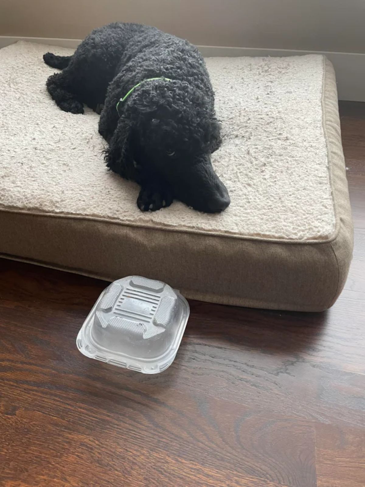 black poodle laying on brown dog bed with a plastic takeout container on the floor in front of the dog