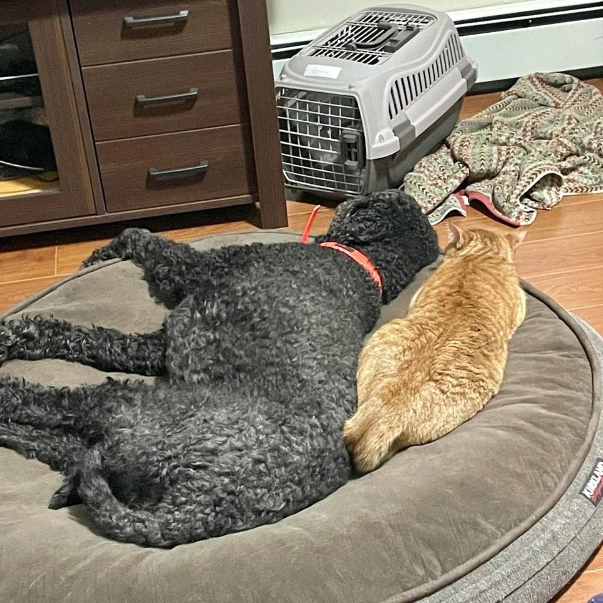 black poodle sleeping on a grey dog bed with an orange cat