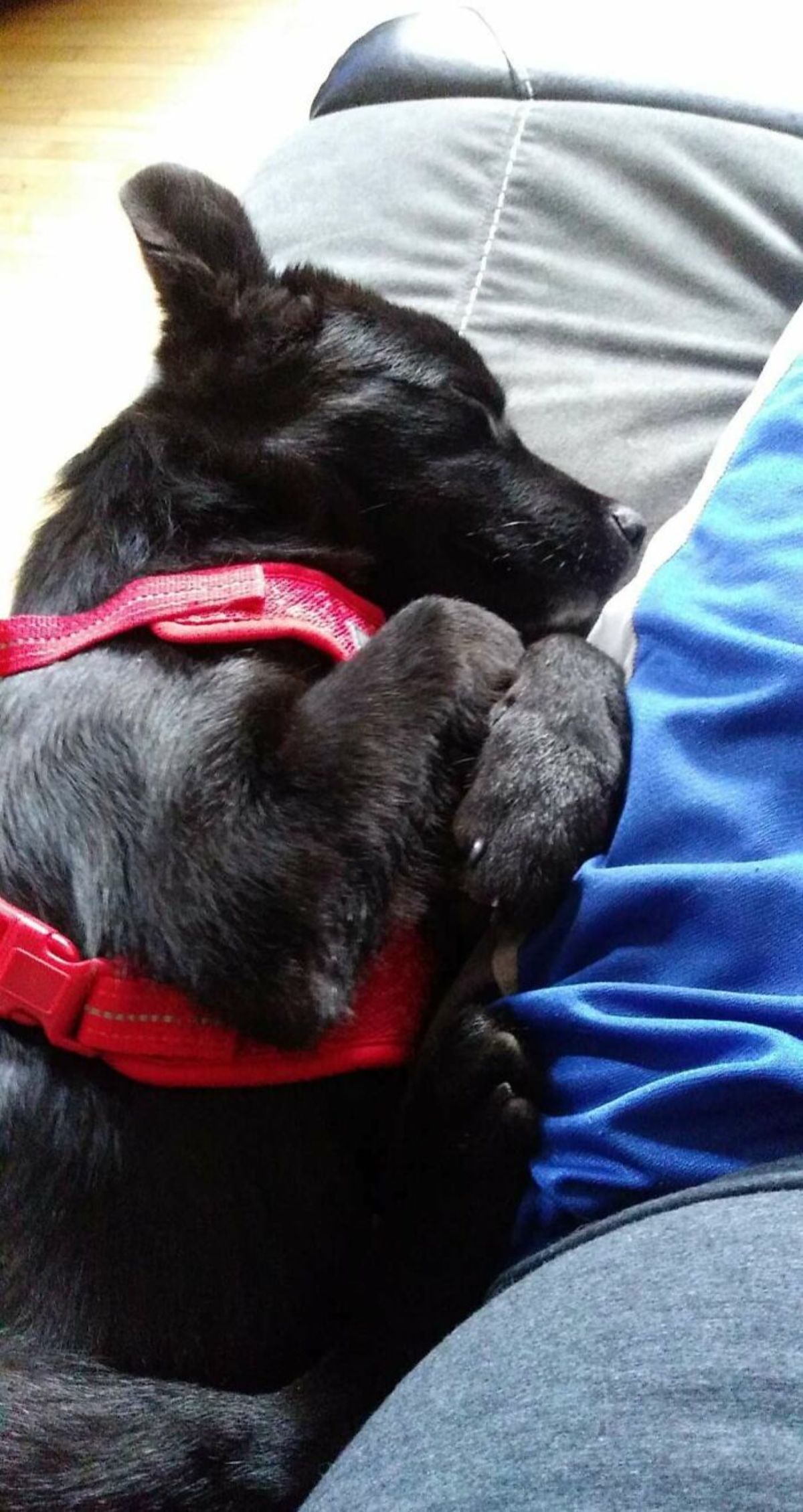 black puppy in red collar sleeping on someone's lap