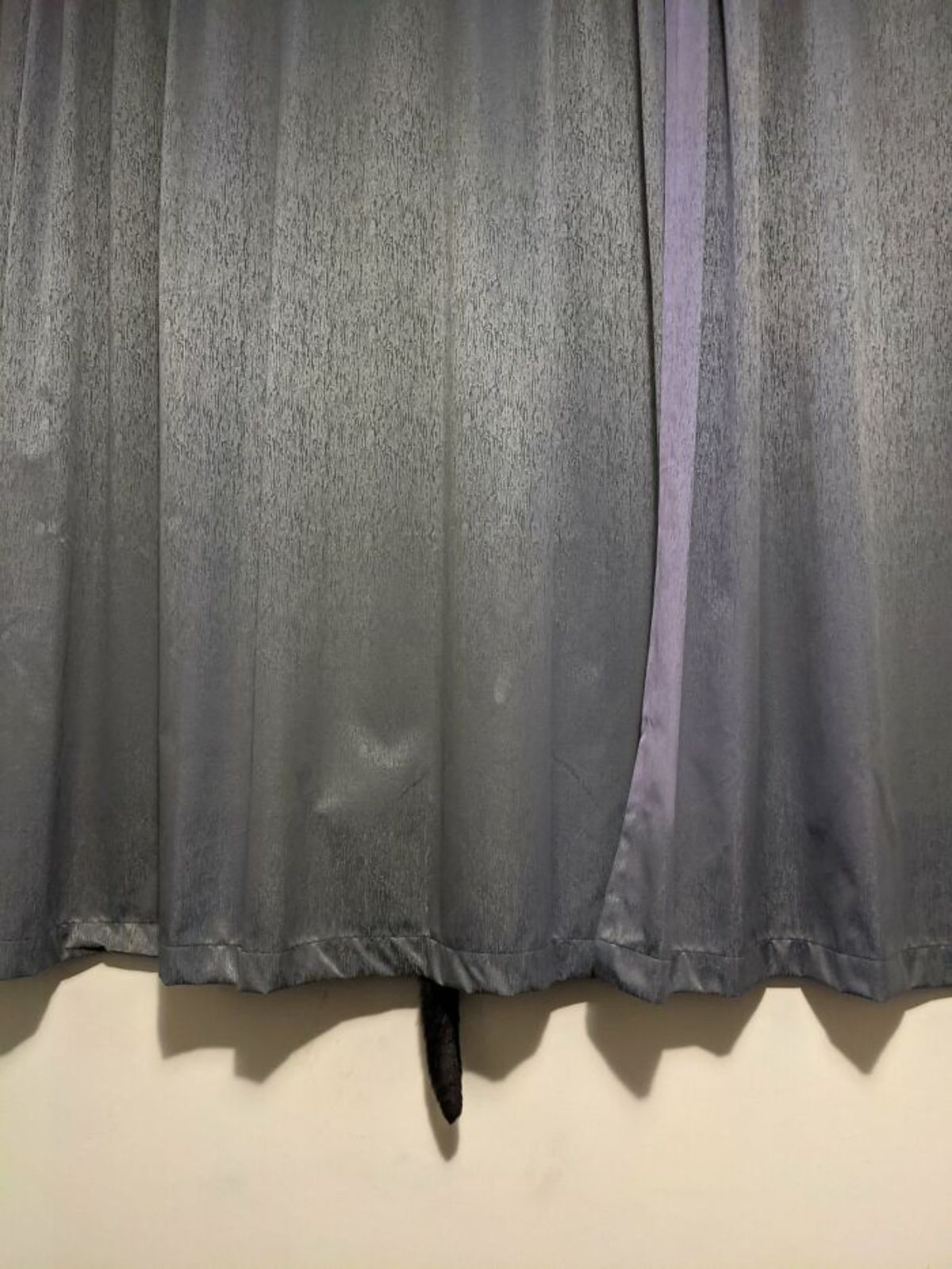 black tail sticking out from under grey curtains