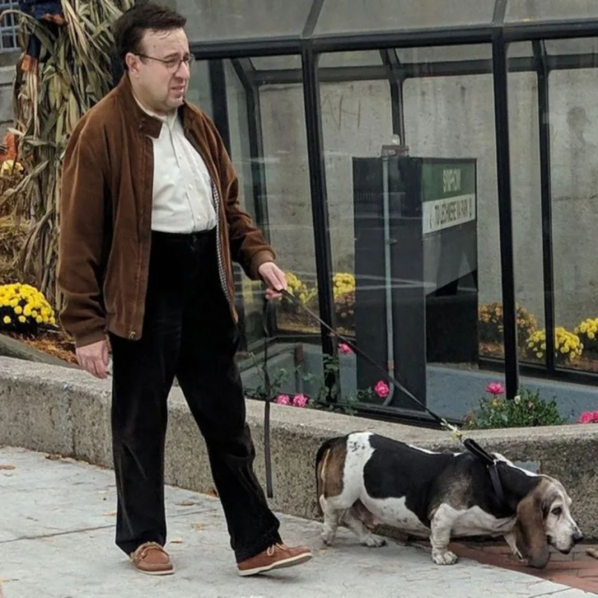 black white and brown basset hound getting walked by a man with a long face