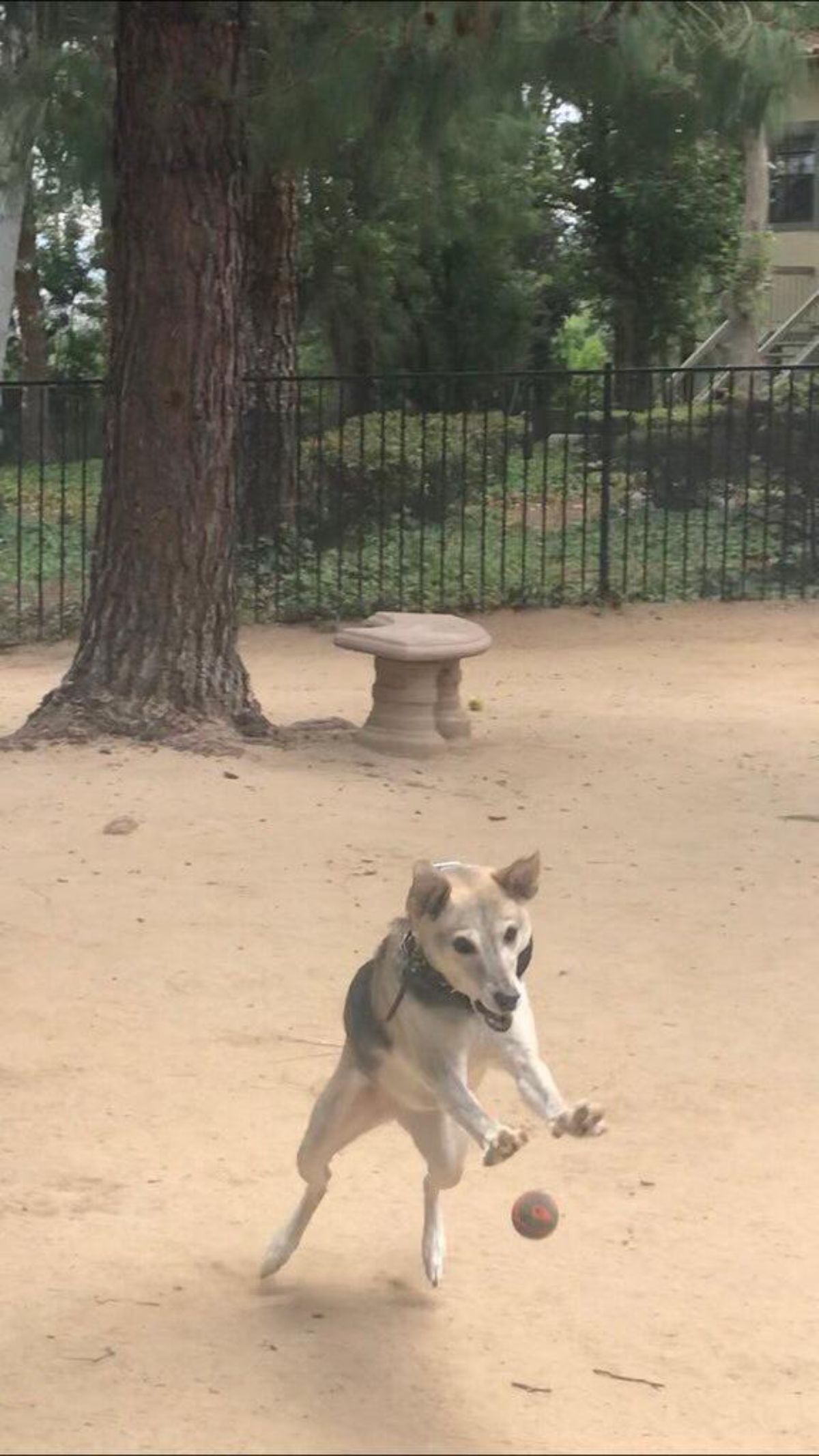 black white and brown dog caught mid lunge at a red and grey ball