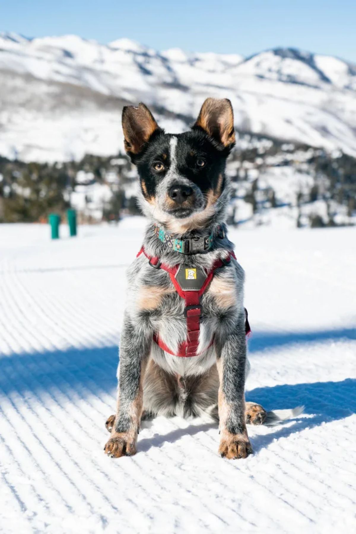 black white and brown dog in a red harness sitting on snow