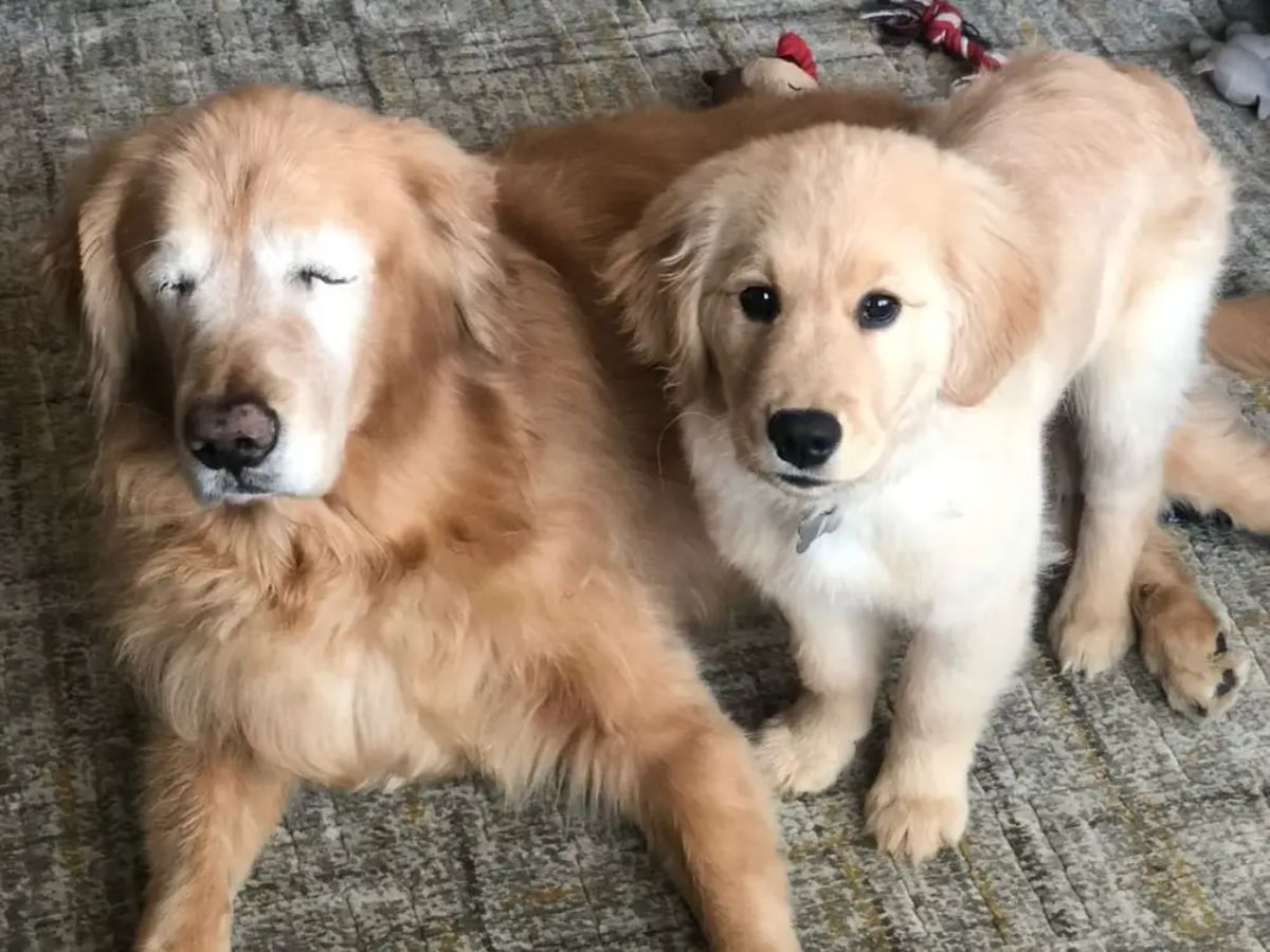blind adult golden retriever laying on the floor next to a golden retriever puppy