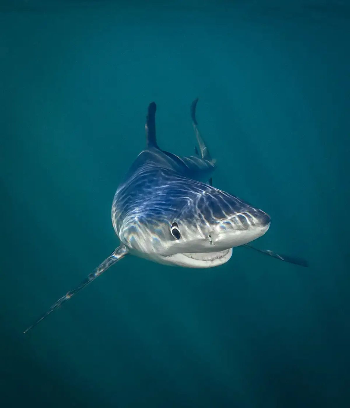 blue and grey shark smiling under water