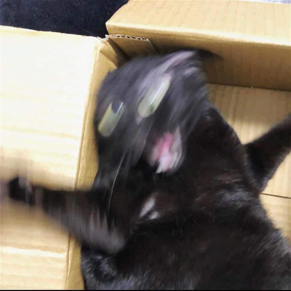 blurry photo of black cat in a brown cardboard box