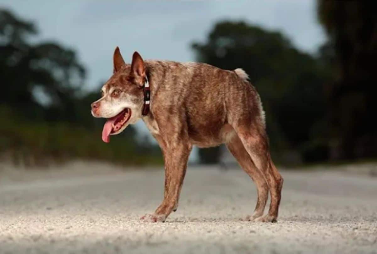 brown and white dog with a short boxy body