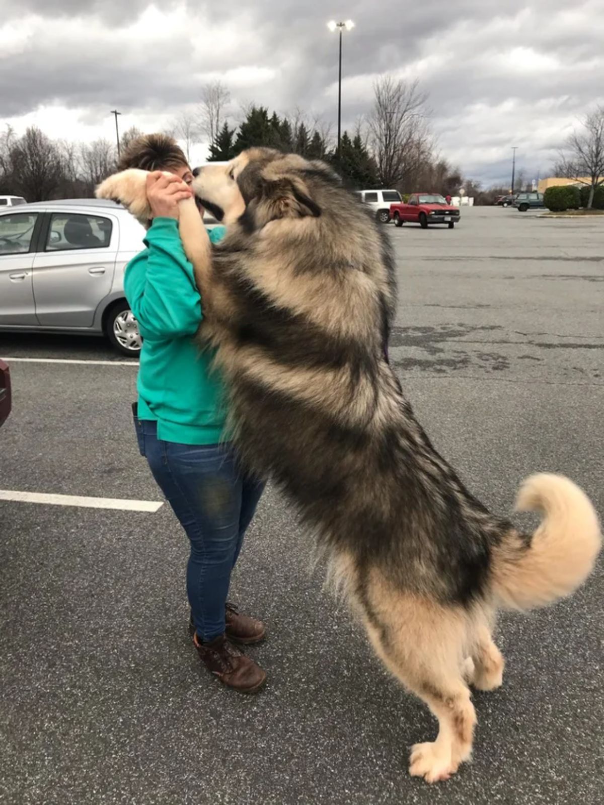 brown and black alaskan malamute standing on hind feet and leaning against a person in a parking lot