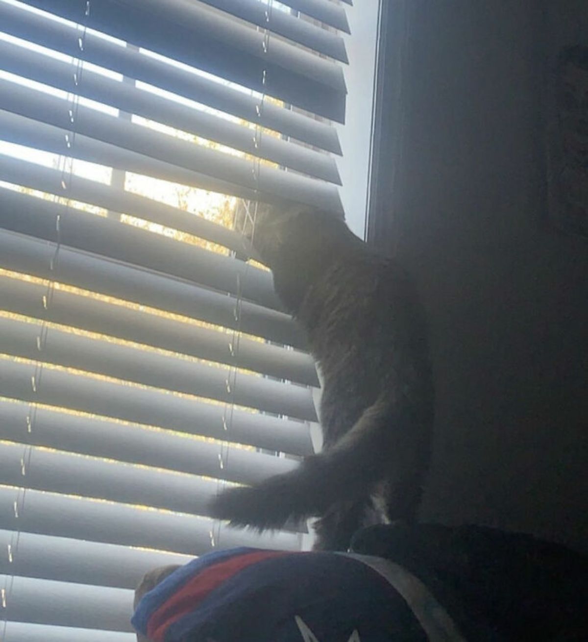 brown and black cat standing on hind legs with the head through a gap in the blinds