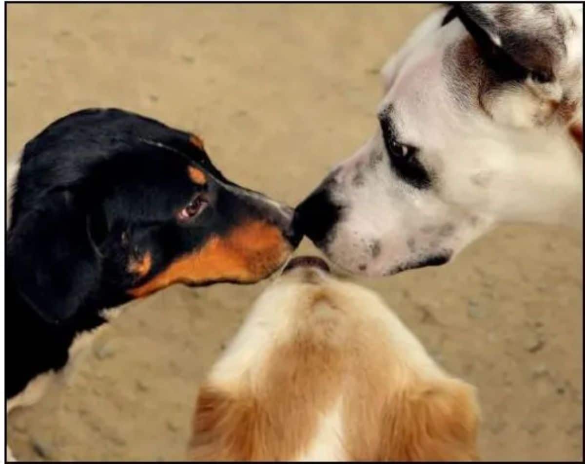 brown and black dog, brown and white dog and white and black great dane touching noses together