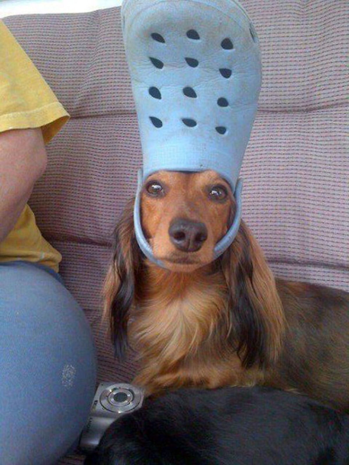 brown and black dog on a brown sofa wearing blue crocs slipper on the head