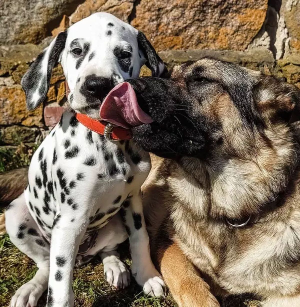 brown and black german shepherd licking a dalmation puppy