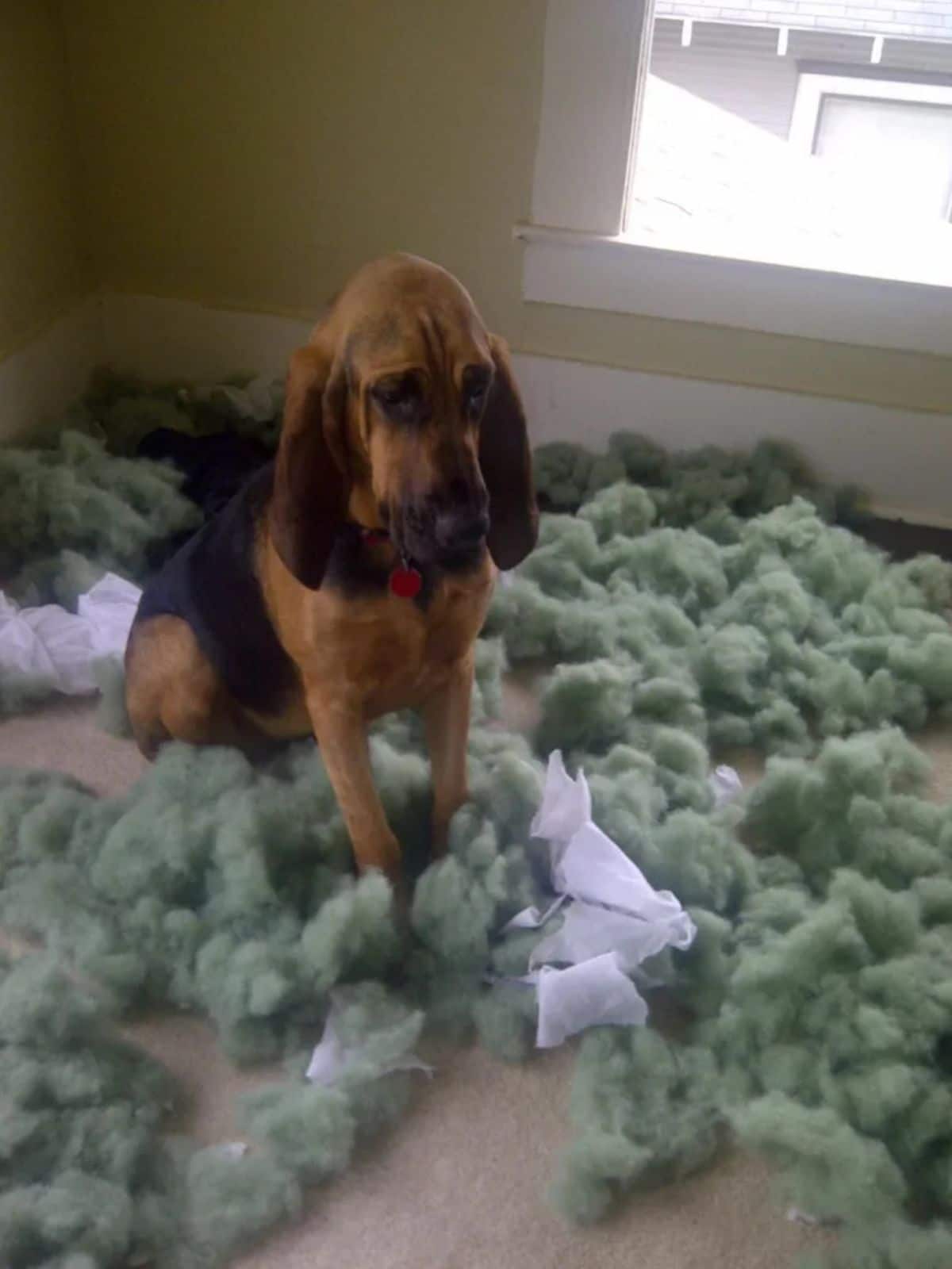 brown and black hound sitting in the middle of green stuffing from a destroyed dog bed