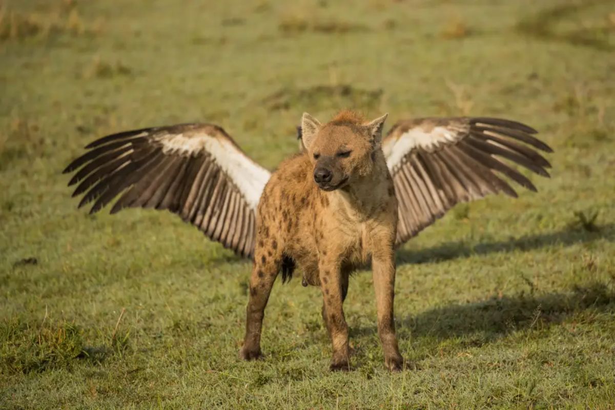 brown and black hyena with a black and white vulture opening its wings behind it