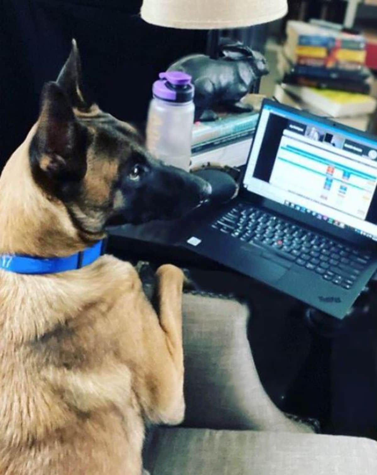 brown and black malinois sitting at a laptop