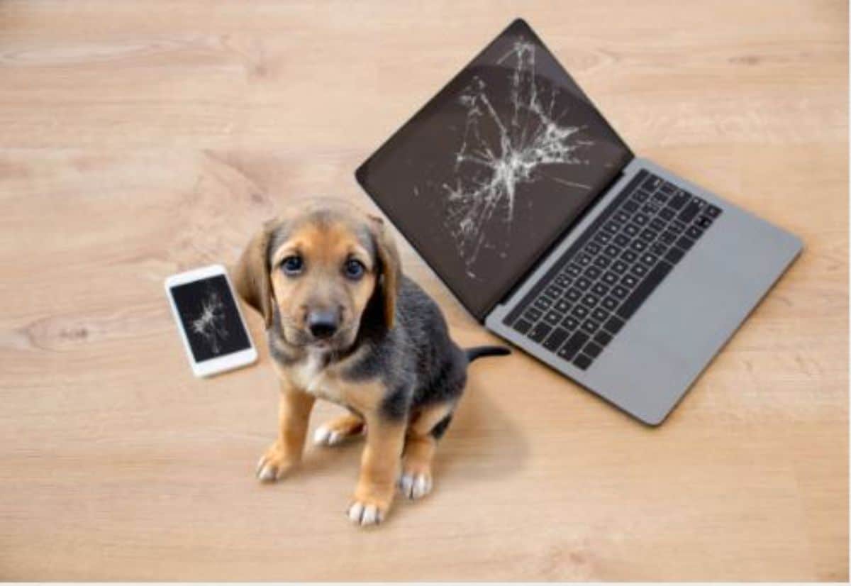 brown and black puppy sitting between a white phone and a grey and black laptop with a cracked screen