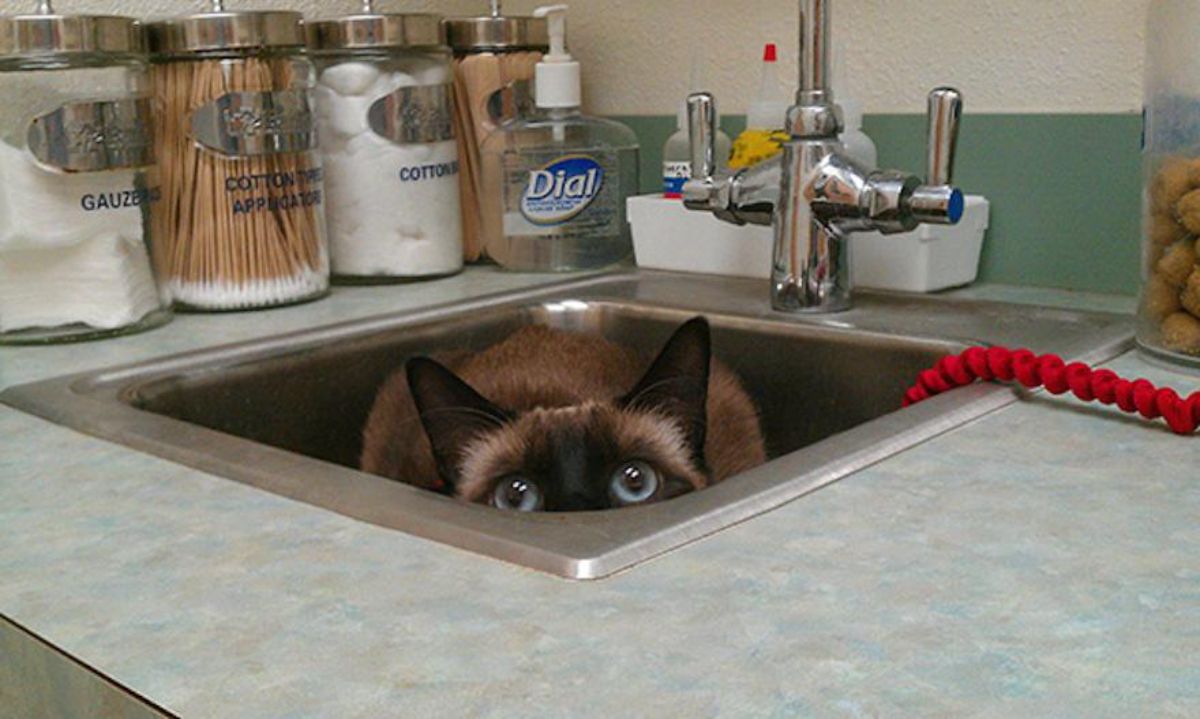 brown and black siamese cat inside a washbasin and looking up