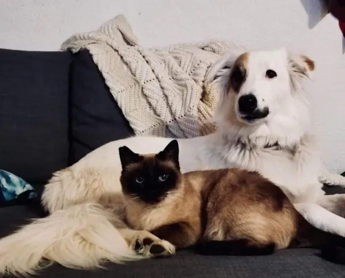 brown and black siamese cat laying ona black sofa with a white and brown fluffy dog
