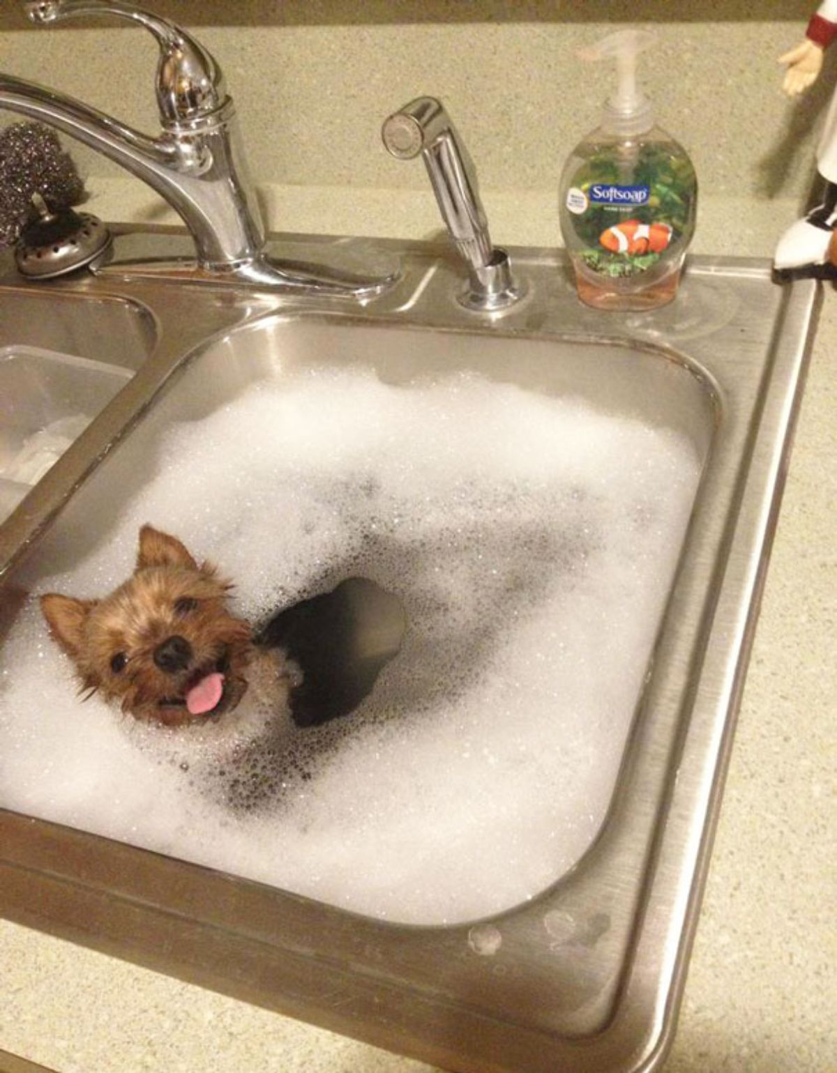 brown and black yorkshire terrier in soapy water in a kitchen sink