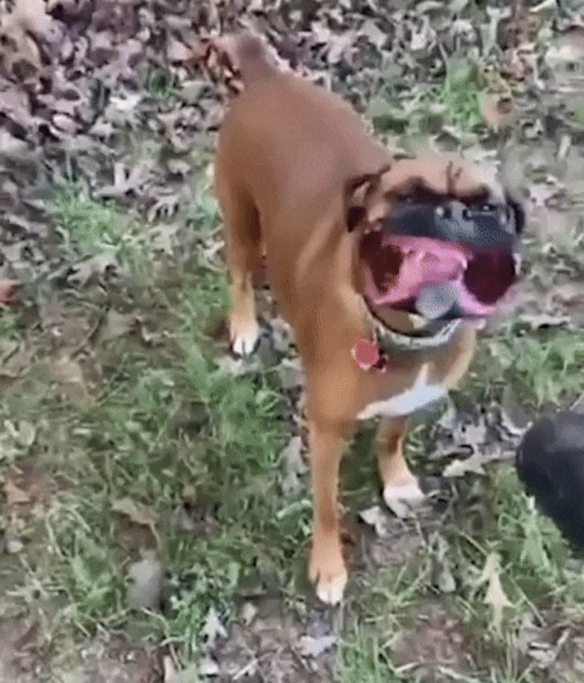 brown and white boxer getting a leaf blower in its face