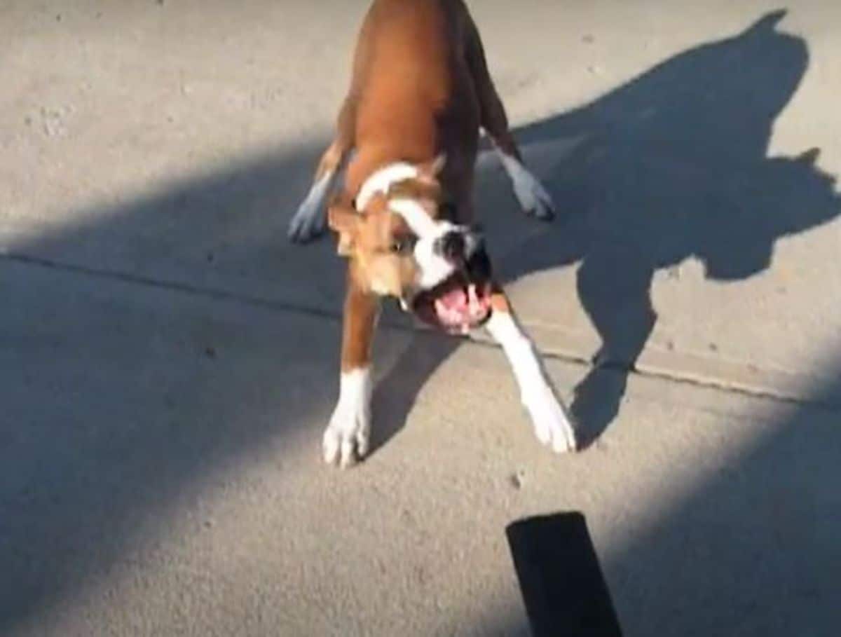 brown and white boxer with a leaf blower blowing back its lips