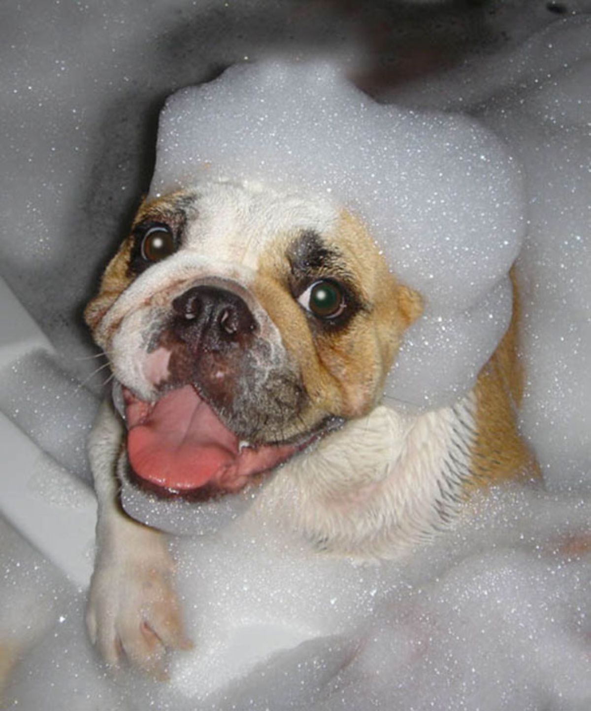 brown and white bulldog in a bathtub covered in soap suds