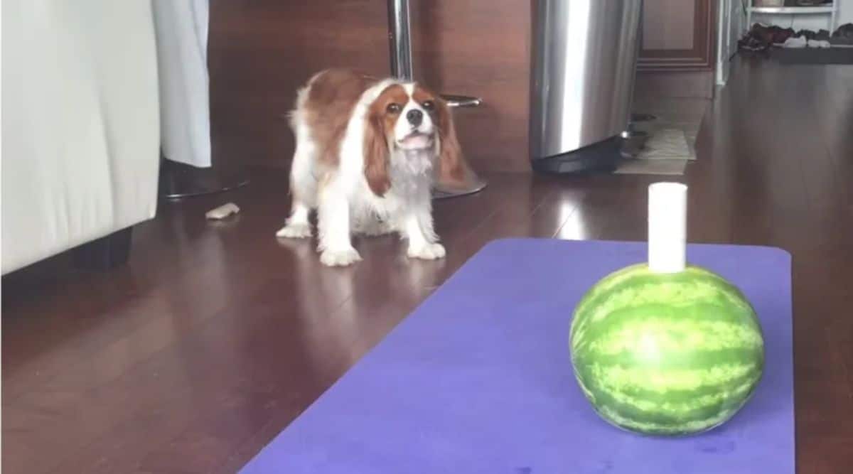 brown and white cavalier king charles spaniel looking afraid of a green melon on a purple surface